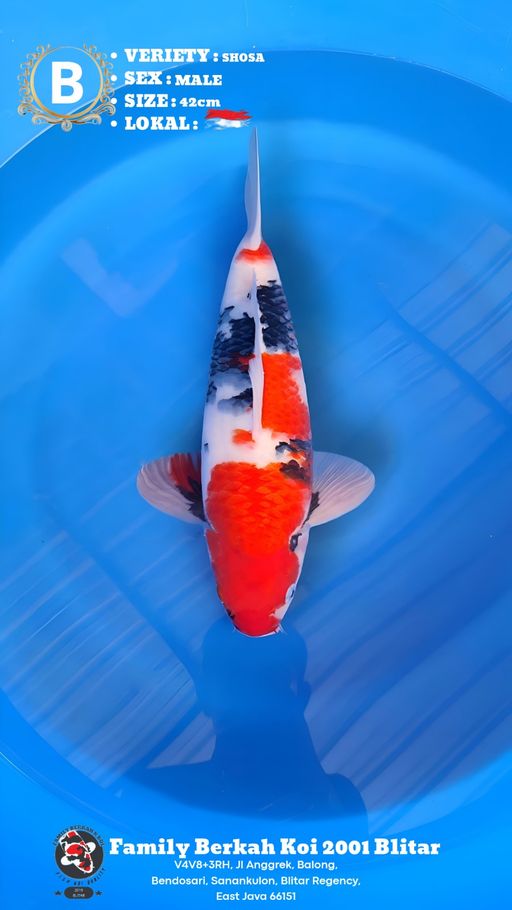 Lelang Koi Online, Jual Beli Ikan Koi, Pusat Jual Beli Koi, Info Lelang Koi Hari Ini, Platform Jual Beli Koi, Jual Beli Ikan Koi Online, Marketplace Ikan Koi, Jual Koi Terbaik, Tempat Beli Koi Berkualitas, Pasar Ikan Koi Online Terpercaya, Penjual Ikan Koi Terpercaya, Beli Koi Hias Online, Ikan Koi untuk Dijual, Koi Kualitas Terbaik, Toko Online Ikan Koi, Koi Hias Untuk Dijual, Jual Beli Ikan Koi Lokal, Koi Indonesia Online, Pusat Jual Beli Koi Terbesar