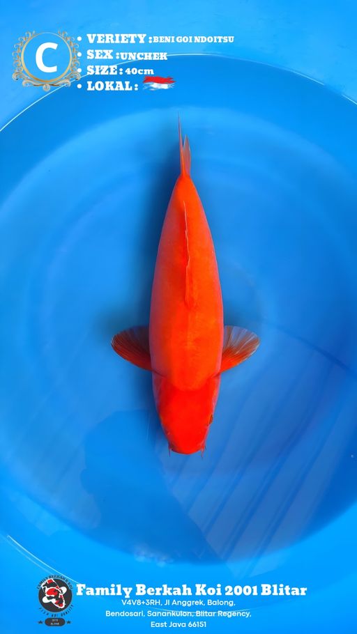 Lelang Koi Online, Jual Beli Ikan Koi, Pusat Jual Beli Koi, Info Lelang Koi Hari Ini, Platform Jual Beli Koi, Jual Beli Ikan Koi Online, Marketplace Ikan Koi, Jual Koi Terbaik, Tempat Beli Koi Berkualitas, Pasar Ikan Koi Online Terpercaya, Penjual Ikan Koi Terpercaya, Beli Koi Hias Online, Ikan Koi untuk Dijual, Koi Kualitas Terbaik, Toko Online Ikan Koi, Koi Hias Untuk Dijual, Jual Beli Ikan Koi Lokal, Koi Indonesia Online, Pusat Jual Beli Koi Terbesar