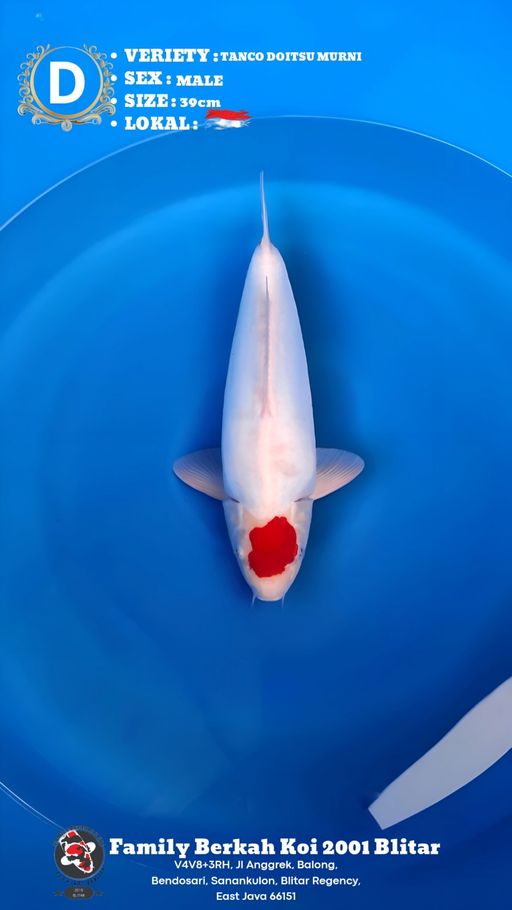 Lelang Koi Online, Jual Beli Ikan Koi, Pusat Jual Beli Koi, Info Lelang Koi Hari Ini, Platform Jual Beli Koi, Jual Beli Ikan Koi Online, Marketplace Ikan Koi, Jual Koi Terbaik, Tempat Beli Koi Berkualitas, Pasar Ikan Koi Online Terpercaya, Penjual Ikan Koi Terpercaya, Beli Koi Hias Online, Ikan Koi untuk Dijual, Koi Kualitas Terbaik, Toko Online Ikan Koi, Koi Hias Untuk Dijual, Jual Beli Ikan Koi Lokal, Koi Indonesia Online, Pusat Jual Beli Koi Terbesar