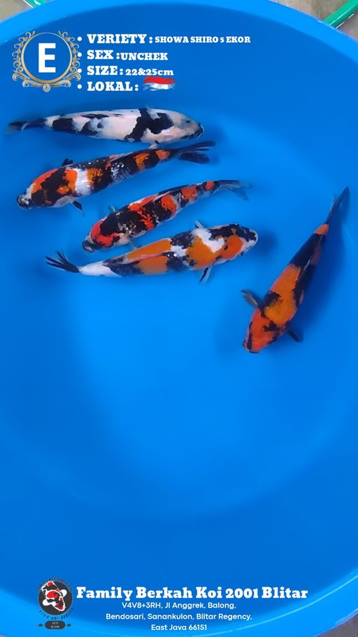 Lelang Koi Online, Jual Beli Ikan Koi, Pusat Jual Beli Koi, Info Lelang Koi Hari Ini, Platform Jual Beli Koi, Jual Beli Ikan Koi Online, Marketplace Ikan Koi, Jual Koi Terbaik, Tempat Beli Koi Berkualitas, Pasar Ikan Koi Online Terpercaya, Penjual Ikan Koi Terpercaya, Beli Koi Hias Online, Ikan Koi untuk Dijual, Koi Kualitas Terbaik, Toko Online Ikan Koi, Koi Hias Untuk Dijual, Jual Beli Ikan Koi Lokal, Koi Indonesia Online, Pusat Jual Beli Koi Terbesar
