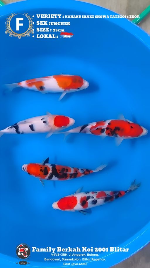 Lelang Koi Online, Jual Beli Ikan Koi, Pusat Jual Beli Koi, Info Lelang Koi Hari Ini, Platform Jual Beli Koi, Jual Beli Ikan Koi Online, Marketplace Ikan Koi, Jual Koi Terbaik, Tempat Beli Koi Berkualitas, Pasar Ikan Koi Online Terpercaya, Penjual Ikan Koi Terpercaya, Beli Koi Hias Online, Ikan Koi untuk Dijual, Koi Kualitas Terbaik, Toko Online Ikan Koi, Koi Hias Untuk Dijual, Jual Beli Ikan Koi Lokal, Koi Indonesia Online, Pusat Jual Beli Koi Terbesar