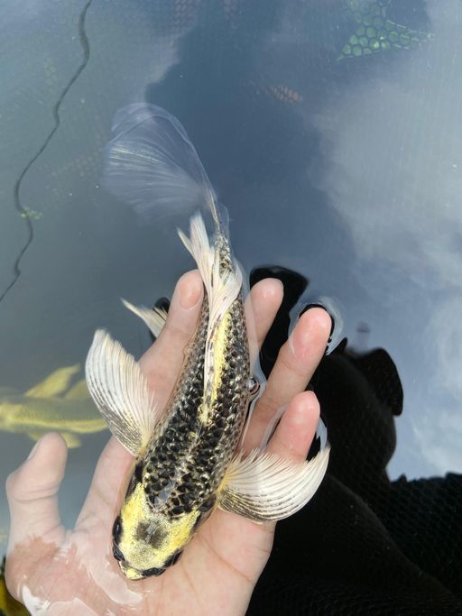 Lelang Koi Online, Jual Beli Ikan Koi, Pusat Jual Beli Koi, Info Lelang Koi Hari Ini, Platform Jual Beli Koi, Jual Beli Ikan Koi Online, Marketplace Ikan Koi, Jual Koi Terbaik, Tempat Beli Koi Berkualitas, Pasar Ikan Koi Online Terpercaya, Penjual Ikan Koi Terpercaya, Beli Koi Hias Online, Ikan Koi untuk Dijual, Koi Kualitas Terbaik, Toko Online Ikan Koi, Koi Hias Untuk Dijual, Jual Beli Ikan Koi Lokal, Koi Indonesia Online, Pusat Jual Beli Koi Terbesar
