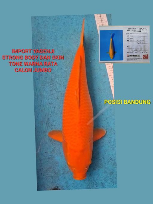 Lelang Koi Online, Jual Beli Ikan Koi, Pusat Jual Beli Koi, Info Lelang Koi Hari Ini, Platform Jual Beli Koi, Jual Beli Ikan Koi Online, Marketplace Ikan Koi, Jual Koi Terbaik, Tempat Beli Koi Berkualitas, Pasar Ikan Koi Online Terpercaya, Penjual Ikan Koi Terpercaya, Beli Koi Hias Online, Ikan Koi untuk Dijual, Koi Kualitas Terbaik, Toko Online Ikan Koi, Koi Hias Untuk Dijual, Jual Beli Ikan Koi Lokal, Koi Indonesia Online, Pusat Jual Beli Koi Terbesar