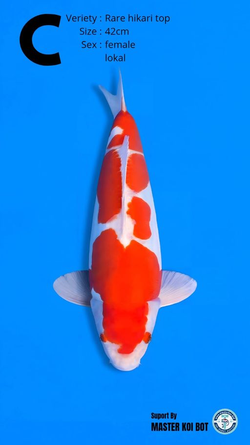 Lelang Koi Online, Jual Beli Ikan Koi, Pusat Jual Beli Koi, Info Lelang Koi Hari Ini, Platform Jual Beli Koi, Jual Beli Ikan Koi Online, Marketplace Ikan Koi, Jual Koi Terbaik, Tempat Beli Koi Berkualitas, Pasar Ikan Koi Online Terpercaya, Penjual Ikan Koi Terpercaya, Beli Koi Hias Online, Ikan Koi untuk Dijual, Koi Kualitas Terbaik, Toko Online Ikan Koi, Koi Hias Untuk Dijual, Jual Beli Ikan Koi Lokal, Koi Indonesia Online, Pusat Jual Beli Koi Terbesar