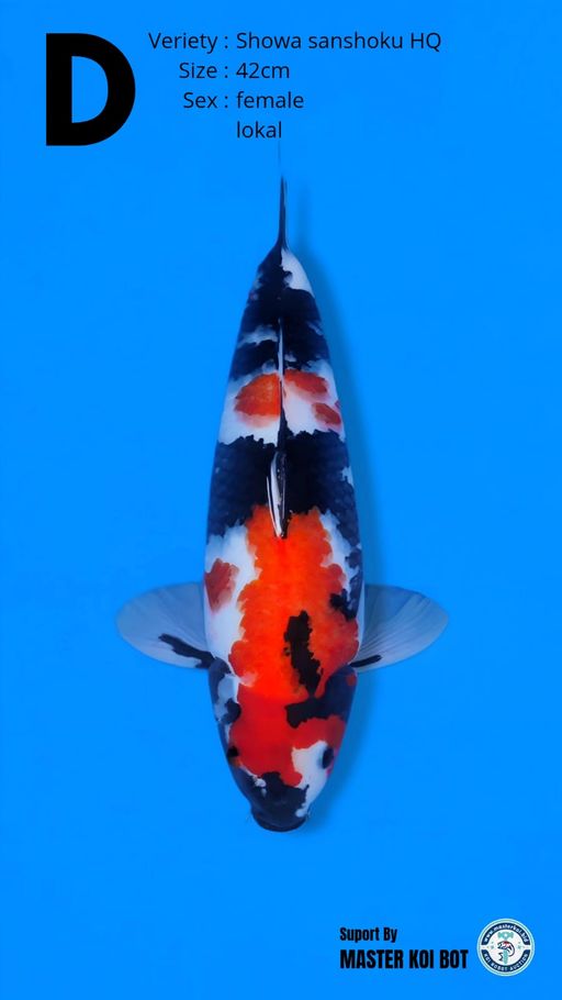 Lelang Koi Online, Jual Beli Ikan Koi, Pusat Jual Beli Koi, Info Lelang Koi Hari Ini, Platform Jual Beli Koi, Jual Beli Ikan Koi Online, Marketplace Ikan Koi, Jual Koi Terbaik, Tempat Beli Koi Berkualitas, Pasar Ikan Koi Online Terpercaya, Penjual Ikan Koi Terpercaya, Beli Koi Hias Online, Ikan Koi untuk Dijual, Koi Kualitas Terbaik, Toko Online Ikan Koi, Koi Hias Untuk Dijual, Jual Beli Ikan Koi Lokal, Koi Indonesia Online, Pusat Jual Beli Koi Terbesar