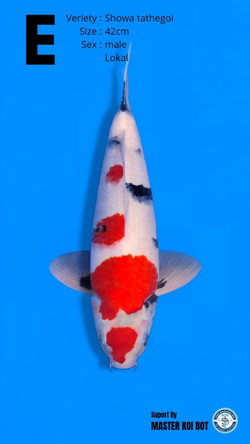 Lelang Koi Online, Jual Beli Ikan Koi, Pusat Jual Beli Koi, Info Lelang Koi Hari Ini, Platform Jual Beli Koi, Jual Beli Ikan Koi Online, Marketplace Ikan Koi, Jual Koi Terbaik, Tempat Beli Koi Berkualitas, Pasar Ikan Koi Online Terpercaya, Penjual Ikan Koi Terpercaya, Beli Koi Hias Online, Ikan Koi untuk Dijual, Koi Kualitas Terbaik, Toko Online Ikan Koi, Koi Hias Untuk Dijual, Jual Beli Ikan Koi Lokal, Koi Indonesia Online, Pusat Jual Beli Koi Terbesar