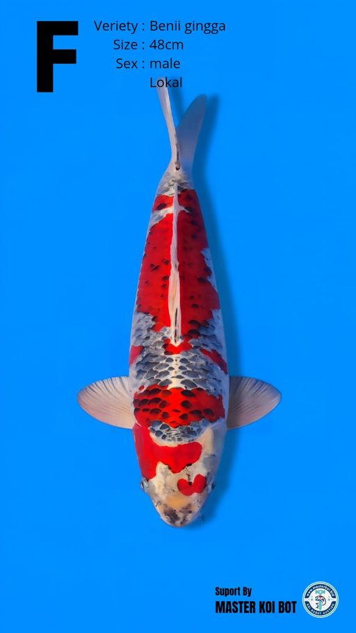 Lelang Koi Online, Jual Beli Ikan Koi, Pusat Jual Beli Koi, Info Lelang Koi Hari Ini, Platform Jual Beli Koi, Jual Beli Ikan Koi Online, Marketplace Ikan Koi, Jual Koi Terbaik, Tempat Beli Koi Berkualitas, Pasar Ikan Koi Online Terpercaya, Penjual Ikan Koi Terpercaya, Beli Koi Hias Online, Ikan Koi untuk Dijual, Koi Kualitas Terbaik, Toko Online Ikan Koi, Koi Hias Untuk Dijual, Jual Beli Ikan Koi Lokal, Koi Indonesia Online, Pusat Jual Beli Koi Terbesar