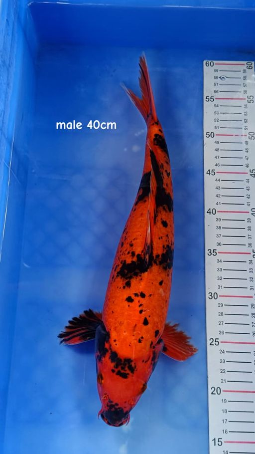 Lelang Koi Online, Jual Beli Ikan Koi, Pusat Jual Beli Koi, Info Lelang Koi Hari Ini, Platform Jual Beli Koi, Jual Beli Ikan Koi Online, Marketplace Ikan Koi, Jual Koi Terbaik, Tempat Beli Koi Berkualitas, Pasar Ikan Koi Online Terpercaya, Penjual Ikan Koi Terpercaya, Beli Koi Hias Online, Ikan Koi untuk Dijual, Koi Kualitas Terbaik, Toko Online Ikan Koi, Koi Hias Untuk Dijual, Jual Beli Ikan Koi Lokal, Koi Indonesia Online, Pusat Jual Beli Koi Terbesar
