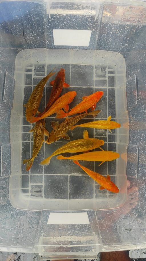 Lelang Koi Online, Jual Beli Ikan Koi, Pusat Jual Beli Koi, Info Lelang Koi Hari Ini, Platform Jual Beli Koi, Jual Beli Ikan Koi Online, Marketplace Ikan Koi, Jual Koi Terbaik, Tempat Beli Koi Berkualitas, Pasar Ikan Koi Online Terpercaya, Penjual Ikan Koi Terpercaya, Beli Koi Hias Online, Ikan Koi untuk Dijual, Koi Kualitas Terbaik, Toko Online Ikan Koi, Koi Hias Untuk Dijual, Jual Beli Ikan Koi Lokal, Koi Indonesia Online, Pusat Jual Beli Koi Terbesar