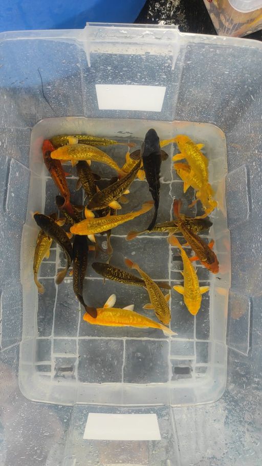 Lelang Koi Online, Jual Beli Ikan Koi, Pusat Jual Beli Koi, Info Lelang Koi Hari Ini, Platform Jual Beli Koi, Jual Beli Ikan Koi Online, Marketplace Ikan Koi, Jual Koi Terbaik, Tempat Beli Koi Berkualitas, Pasar Ikan Koi Online Terpercaya, Penjual Ikan Koi Terpercaya, Beli Koi Hias Online, Ikan Koi untuk Dijual, Koi Kualitas Terbaik, Toko Online Ikan Koi, Koi Hias Untuk Dijual, Jual Beli Ikan Koi Lokal, Koi Indonesia Online, Pusat Jual Beli Koi Terbesar