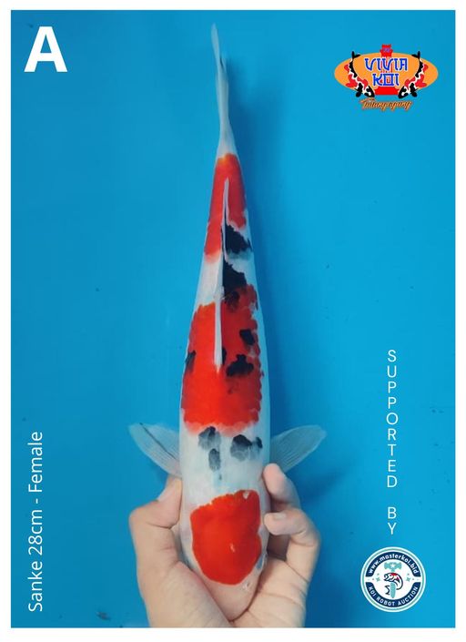 Lelang Koi Online, Jual Beli Ikan Koi, Pusat Jual Beli Koi, Info Lelang Koi Hari Ini, Platform Jual Beli Koi, Jual Beli Ikan Koi Online, Marketplace Ikan Koi, Jual Koi Terbaik, Tempat Beli Koi Berkualitas, Pasar Ikan Koi Online Terpercaya, Penjual Ikan Koi Terpercaya, Beli Koi Hias Online, Ikan Koi untuk Dijual, Koi Kualitas Terbaik, Toko Online Ikan Koi, Koi Hias Untuk Dijual, Jual Beli Ikan Koi Lokal, Koi Indonesia Online, Pusat Jual Beli Koi Terbesar