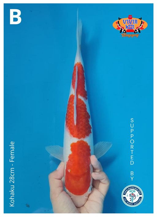 Lelang Koi Online, Jual Beli Ikan Koi, Pusat Jual Beli Koi, Info Lelang Koi Hari Ini, Platform Jual Beli Koi, Jual Beli Ikan Koi Online, Marketplace Ikan Koi, Jual Koi Terbaik, Tempat Beli Koi Berkualitas, Pasar Ikan Koi Online Terpercaya, Penjual Ikan Koi Terpercaya, Beli Koi Hias Online, Ikan Koi untuk Dijual, Koi Kualitas Terbaik, Toko Online Ikan Koi, Koi Hias Untuk Dijual, Jual Beli Ikan Koi Lokal, Koi Indonesia Online, Pusat Jual Beli Koi Terbesar