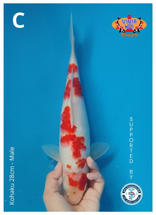 Lelang Koi Online, Jual Beli Ikan Koi, Pusat Jual Beli Koi, Info Lelang Koi Hari Ini, Platform Jual Beli Koi, Jual Beli Ikan Koi Online, Marketplace Ikan Koi, Jual Koi Terbaik, Tempat Beli Koi Berkualitas, Pasar Ikan Koi Online Terpercaya, Penjual Ikan Koi Terpercaya, Beli Koi Hias Online, Ikan Koi untuk Dijual, Koi Kualitas Terbaik, Toko Online Ikan Koi, Koi Hias Untuk Dijual, Jual Beli Ikan Koi Lokal, Koi Indonesia Online, Pusat Jual Beli Koi Terbesar