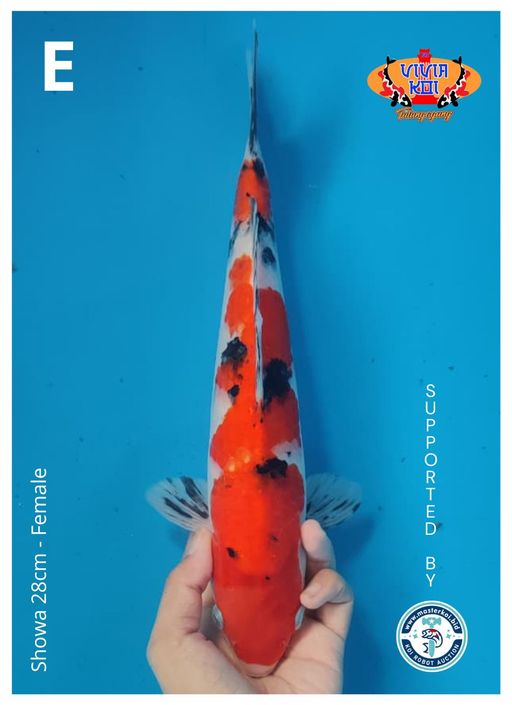 Lelang Koi Online, Jual Beli Ikan Koi, Pusat Jual Beli Koi, Info Lelang Koi Hari Ini, Platform Jual Beli Koi, Jual Beli Ikan Koi Online, Marketplace Ikan Koi, Jual Koi Terbaik, Tempat Beli Koi Berkualitas, Pasar Ikan Koi Online Terpercaya, Penjual Ikan Koi Terpercaya, Beli Koi Hias Online, Ikan Koi untuk Dijual, Koi Kualitas Terbaik, Toko Online Ikan Koi, Koi Hias Untuk Dijual, Jual Beli Ikan Koi Lokal, Koi Indonesia Online, Pusat Jual Beli Koi Terbesar
