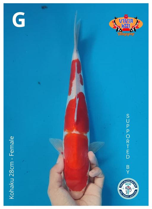 Lelang Koi Online, Jual Beli Ikan Koi, Pusat Jual Beli Koi, Info Lelang Koi Hari Ini, Platform Jual Beli Koi, Jual Beli Ikan Koi Online, Marketplace Ikan Koi, Jual Koi Terbaik, Tempat Beli Koi Berkualitas, Pasar Ikan Koi Online Terpercaya, Penjual Ikan Koi Terpercaya, Beli Koi Hias Online, Ikan Koi untuk Dijual, Koi Kualitas Terbaik, Toko Online Ikan Koi, Koi Hias Untuk Dijual, Jual Beli Ikan Koi Lokal, Koi Indonesia Online, Pusat Jual Beli Koi Terbesar