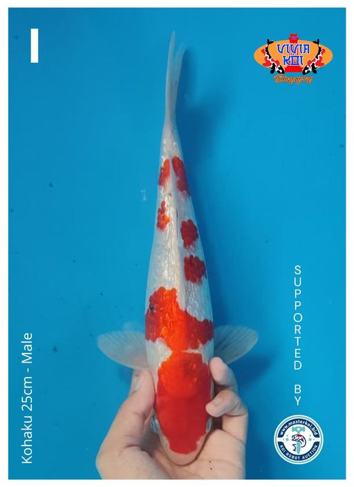 Lelang Koi Online, Jual Beli Ikan Koi, Pusat Jual Beli Koi, Info Lelang Koi Hari Ini, Platform Jual Beli Koi, Jual Beli Ikan Koi Online, Marketplace Ikan Koi, Jual Koi Terbaik, Tempat Beli Koi Berkualitas, Pasar Ikan Koi Online Terpercaya, Penjual Ikan Koi Terpercaya, Beli Koi Hias Online, Ikan Koi untuk Dijual, Koi Kualitas Terbaik, Toko Online Ikan Koi, Koi Hias Untuk Dijual, Jual Beli Ikan Koi Lokal, Koi Indonesia Online, Pusat Jual Beli Koi Terbesar