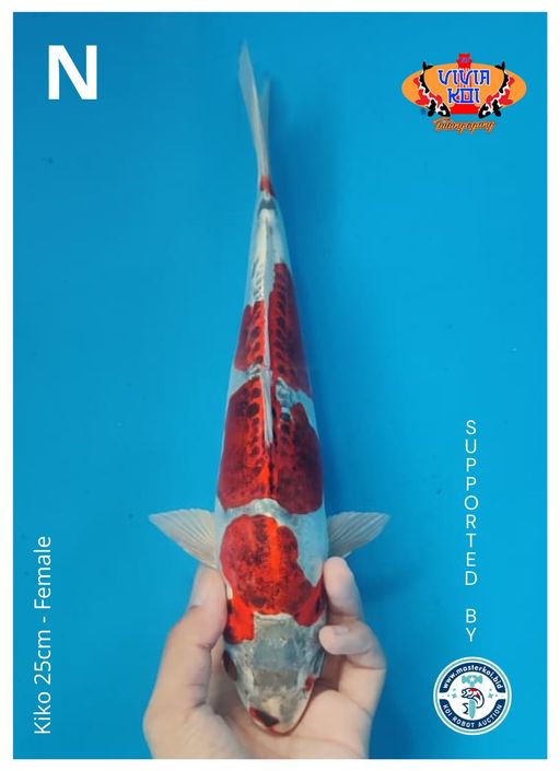 Lelang Koi Online, Jual Beli Ikan Koi, Pusat Jual Beli Koi, Info Lelang Koi Hari Ini, Platform Jual Beli Koi, Jual Beli Ikan Koi Online, Marketplace Ikan Koi, Jual Koi Terbaik, Tempat Beli Koi Berkualitas, Pasar Ikan Koi Online Terpercaya, Penjual Ikan Koi Terpercaya, Beli Koi Hias Online, Ikan Koi untuk Dijual, Koi Kualitas Terbaik, Toko Online Ikan Koi, Koi Hias Untuk Dijual, Jual Beli Ikan Koi Lokal, Koi Indonesia Online, Pusat Jual Beli Koi Terbesar