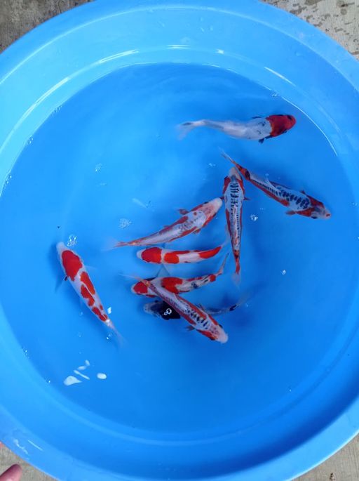 Lelang Koi Online, Jual Beli Ikan Koi, Pusat Jual Beli Koi, Info Lelang Koi Hari Ini, Platform Jual Beli Koi, Jual Beli Ikan Koi Online, Marketplace Ikan Koi, Jual Koi Terbaik, Tempat Beli Koi Berkualitas, Pasar Ikan Koi Online Terpercaya, Penjual Ikan Koi Terpercaya, Beli Koi Hias Online, Ikan Koi untuk Dijual, Koi Kualitas Terbaik, Toko Online Ikan Koi, Koi Hias Untuk Dijual, Jual Beli Ikan Koi Lokal, Koi Indonesia Online, Pusat Jual Beli Koi Terbesar