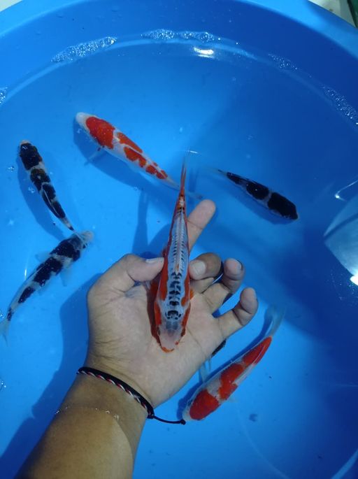 Lelang Koi Online, Jual Beli Ikan Koi, Pusat Jual Beli Koi, Info Lelang Koi Hari Ini, Platform Jual Beli Koi, Jual Beli Ikan Koi Online, Marketplace Ikan Koi, Jual Koi Terbaik, Tempat Beli Koi Berkualitas, Pasar Ikan Koi Online Terpercaya, Penjual Ikan Koi Terpercaya, Beli Koi Hias Online, Ikan Koi untuk Dijual, Koi Kualitas Terbaik, Toko Online Ikan Koi, Koi Hias Untuk Dijual, Jual Beli Ikan Koi Lokal, Koi Indonesia Online, Pusat Jual Beli Koi Terbesar