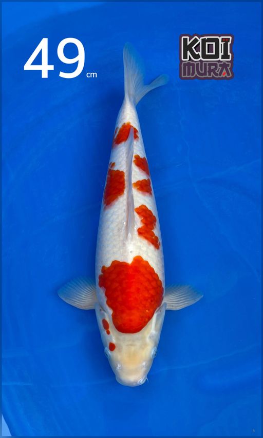 Lelang Koi Online, Jual Beli Ikan Koi, Pusat Jual Beli Koi, Info Lelang Koi Hari Ini, Platform Jual Beli Koi, Jual Beli Ikan Koi Online, Marketplace Ikan Koi, Jual Koi Terbaik, Tempat Beli Koi Berkualitas, Pasar Ikan Koi Online Terpercaya, Penjual Ikan Koi Terpercaya, Beli Koi Hias Online, Ikan Koi untuk Dijual, Koi Kualitas Terbaik, Toko Online Ikan Koi, Koi Hias Untuk Dijual, Jual Beli Ikan Koi Lokal, Koi Indonesia Online, Pusat Jual Beli Koi Terbesar