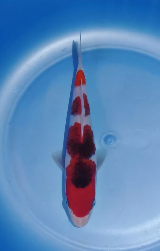 Lelang Koi Online, Jual Beli Ikan Koi, Pusat Jual Beli Koi, Info Lelang Koi Hari Ini, Platform Jual Beli Koi, Jual Beli Ikan Koi Online, Marketplace Ikan Koi, Jual Koi Terbaik, Tempat Beli Koi Berkualitas, Pasar Ikan Koi Online Terpercaya, Penjual Ikan Koi Terpercaya, Beli Koi Hias Online, Ikan Koi untuk Dijual, Koi Kualitas Terbaik, Toko Online Ikan Koi, Koi Hias Untuk Dijual, Jual Beli Ikan Koi Lokal, Koi Indonesia Online, Pusat Jual Beli Koi Terbesar