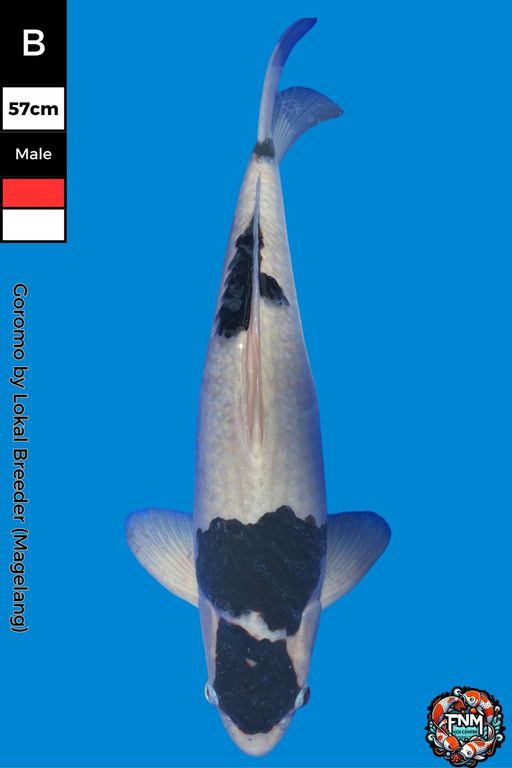 Lelang Koi Online, Jual Beli Ikan Koi, Pusat Jual Beli Koi, Info Lelang Koi Hari Ini, Platform Jual Beli Koi, Jual Beli Ikan Koi Online, Marketplace Ikan Koi, Jual Koi Terbaik, Tempat Beli Koi Berkualitas, Pasar Ikan Koi Online Terpercaya, Penjual Ikan Koi Terpercaya, Beli Koi Hias Online, Ikan Koi untuk Dijual, Koi Kualitas Terbaik, Toko Online Ikan Koi, Koi Hias Untuk Dijual, Jual Beli Ikan Koi Lokal, Koi Indonesia Online, Pusat Jual Beli Koi Terbesar