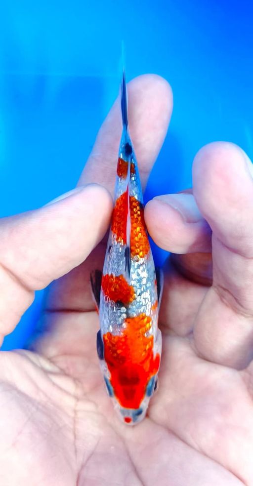 Lelang Koi Online, Jual Beli Ikan Koi, Pusat Jual Beli Koi, Info Lelang Koi Hari Ini, Platform Jual Beli Koi, Jual Beli Ikan Koi Online, Marketplace Ikan Koi, Jual Koi Terbaik, Tempat Beli Koi Berkualitas, Pasar Ikan Koi Online Terpercaya, Penjual Ikan Koi Terpercaya, Beli Koi Hias Online, Ikan Koi untuk Dijual, Koi Kualitas Terbaik, Toko Online Ikan Koi, Koi Hias Untuk Dijual, Jual Beli Ikan Koi Lokal, Koi Indonesia Online, Pusat Jual Beli Koi Terbesar