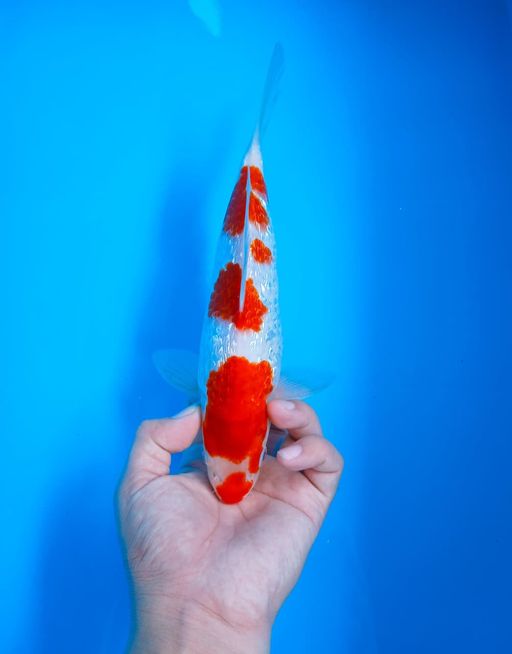 Lelang Koi Online, Jual Beli Ikan Koi, Pusat Jual Beli Koi, Info Lelang Koi Hari Ini, Platform Jual Beli Koi, Jual Beli Ikan Koi Online, Marketplace Ikan Koi, Jual Koi Terbaik, Tempat Beli Koi Berkualitas, Pasar Ikan Koi Online Terpercaya, Penjual Ikan Koi Terpercaya, Beli Koi Hias Online, Ikan Koi untuk Dijual, Koi Kualitas Terbaik, Toko Online Ikan Koi, Koi Hias Untuk Dijual, Jual Beli Ikan Koi Lokal, Koi Indonesia Online, Pusat Jual Beli Koi Terbesar