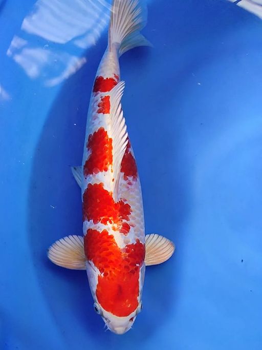 Lelang Koi Online, Jual Beli Ikan Koi, Pusat Jual Beli Koi, Info Lelang Koi Hari Ini, Platform Jual Beli Koi, Jual Beli Ikan Koi Online, Marketplace Ikan Koi, Jual Koi Terbaik, Tempat Beli Koi Berkualitas, Pasar Ikan Koi Online Terpercaya, Penjual Ikan Koi Terpercaya, Beli Koi Hias Online, Ikan Koi untuk Dijual, Koi Kualitas Terbaik, Toko Online Ikan Koi, Koi Hias Untuk Dijual, Jual Beli Ikan Koi Lokal, Koi Indonesia Online, Pusat Jual Beli Koi Terbesar