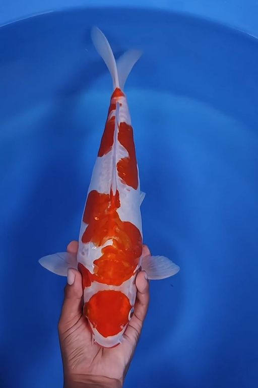 Lelang Koi Online, Jual Beli Ikan Koi, Pusat Jual Beli Koi, Info Lelang Koi Hari Ini, Platform Jual Beli Koi, Jual Beli Ikan Koi Online, Marketplace Ikan Koi, Jual Koi Terbaik, Tempat Beli Koi Berkualitas, Pasar Ikan Koi Online Terpercaya, Penjual Ikan Koi Terpercaya, Beli Koi Hias Online, Ikan Koi untuk Dijual, Koi Kualitas Terbaik, Toko Online Ikan Koi, Koi Hias Untuk Dijual, Jual Beli Ikan Koi Lokal, Koi Indonesia Online, Pusat Jual Beli Koi Terbesar