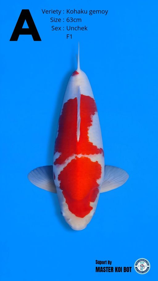 Lelang Koi Online, Jual Beli Ikan Koi, Pusat Jual Beli Koi, Info Lelang Koi Hari Ini, Platform Jual Beli Koi, Jual Beli Ikan Koi Online, Marketplace Ikan Koi, Jual Koi Terbaik, Tempat Beli Koi Berkualitas, Pasar Ikan Koi Online Terpercaya, Penjual Ikan Koi Terpercaya, Beli Koi Hias Online, Ikan Koi untuk Dijual, Koi Kualitas Terbaik, Toko Online Ikan Koi, Koi Hias Untuk Dijual, Jual Beli Ikan Koi Lokal, Koi Indonesia Online, Pusat Jual Beli Koi Terbesar