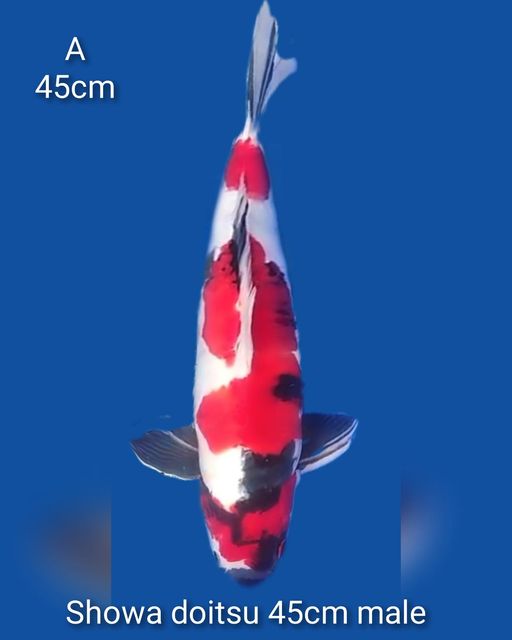 Lelang Koi Online, Jual Beli Ikan Koi, Pusat Jual Beli Koi, Info Lelang Koi Hari Ini, Platform Jual Beli Koi, Jual Beli Ikan Koi Online, Marketplace Ikan Koi, Jual Koi Terbaik, Tempat Beli Koi Berkualitas, Pasar Ikan Koi Online Terpercaya, Penjual Ikan Koi Terpercaya, Beli Koi Hias Online, Ikan Koi untuk Dijual, Koi Kualitas Terbaik, Toko Online Ikan Koi, Koi Hias Untuk Dijual, Jual Beli Ikan Koi Lokal, Koi Indonesia Online, Pusat Jual Beli Koi Terbesar