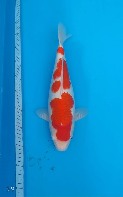 Lelang Koi Online, Jual Beli Ikan Koi, Pusat Jual Beli Koi, Info Lelang Koi Hari Ini, Platform Jual Beli Koi, Jual Beli Ikan Koi Online, Marketplace Ikan Koi, Jual Koi Terbaik, Tempat Beli Koi Berkualitas, Pasar Ikan Koi Online Terpercaya, Penjual Ikan Koi Terpercaya, Beli Koi Hias Online, Ikan Koi untuk Dijual, Koi Kualitas Terbaik, Toko Online Ikan Koi, Koi Hias Untuk Dijual, Jual Beli Ikan Koi Lokal, Koi Indonesia Online, Pusat Jual Beli Koi Terbesar