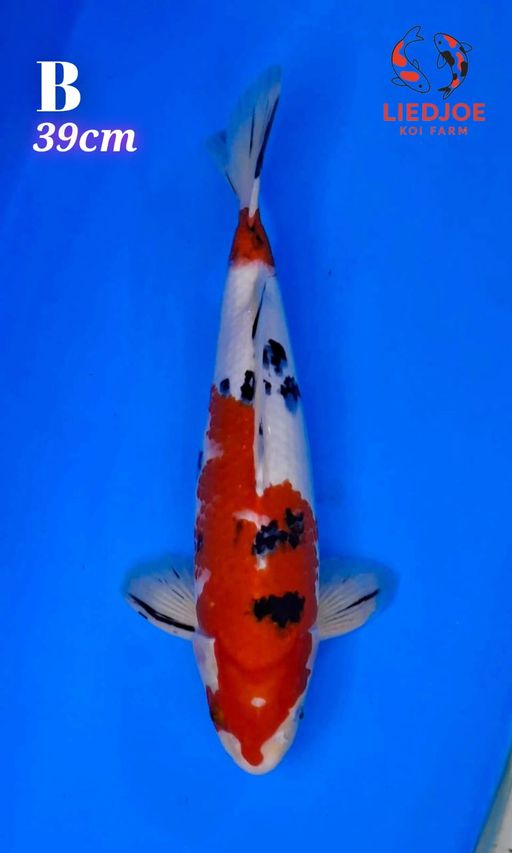 Lelang Koi Online, Jual Beli Ikan Koi, Pusat Jual Beli Koi, Info Lelang Koi Hari Ini, Platform Jual Beli Koi, Jual Beli Ikan Koi Online, Marketplace Ikan Koi, Jual Koi Terbaik, Tempat Beli Koi Berkualitas, Pasar Ikan Koi Online Terpercaya, Penjual Ikan Koi Terpercaya, Beli Koi Hias Online, Ikan Koi untuk Dijual, Koi Kualitas Terbaik, Toko Online Ikan Koi, Koi Hias Untuk Dijual, Jual Beli Ikan Koi Lokal, Koi Indonesia Online, Pusat Jual Beli Koi Terbesar