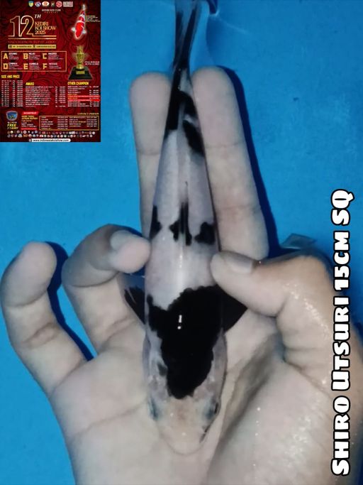 Lelang Koi Online, Jual Beli Ikan Koi, Pusat Jual Beli Koi, Info Lelang Koi Hari Ini, Platform Jual Beli Koi, Jual Beli Ikan Koi Online, Marketplace Ikan Koi, Jual Koi Terbaik, Tempat Beli Koi Berkualitas, Pasar Ikan Koi Online Terpercaya, Penjual Ikan Koi Terpercaya, Beli Koi Hias Online, Ikan Koi untuk Dijual, Koi Kualitas Terbaik, Toko Online Ikan Koi, Koi Hias Untuk Dijual, Jual Beli Ikan Koi Lokal, Koi Indonesia Online, Pusat Jual Beli Koi Terbesar