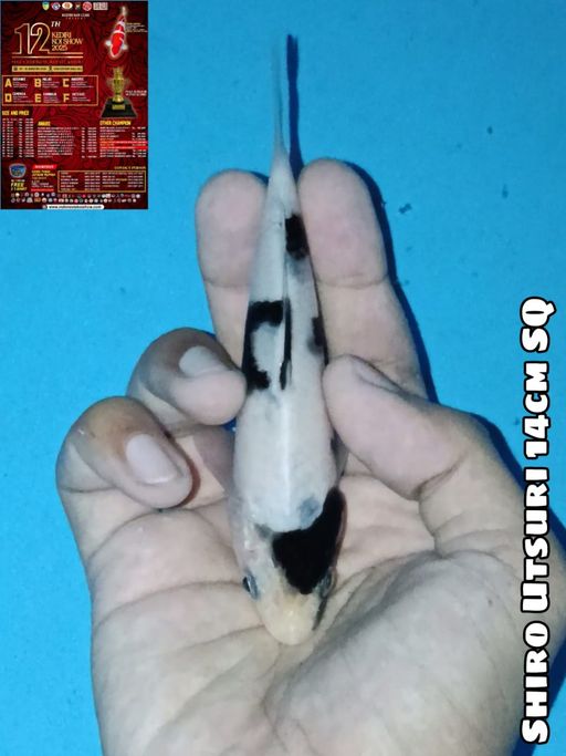Lelang Koi Online, Jual Beli Ikan Koi, Pusat Jual Beli Koi, Info Lelang Koi Hari Ini, Platform Jual Beli Koi, Jual Beli Ikan Koi Online, Marketplace Ikan Koi, Jual Koi Terbaik, Tempat Beli Koi Berkualitas, Pasar Ikan Koi Online Terpercaya, Penjual Ikan Koi Terpercaya, Beli Koi Hias Online, Ikan Koi untuk Dijual, Koi Kualitas Terbaik, Toko Online Ikan Koi, Koi Hias Untuk Dijual, Jual Beli Ikan Koi Lokal, Koi Indonesia Online, Pusat Jual Beli Koi Terbesar