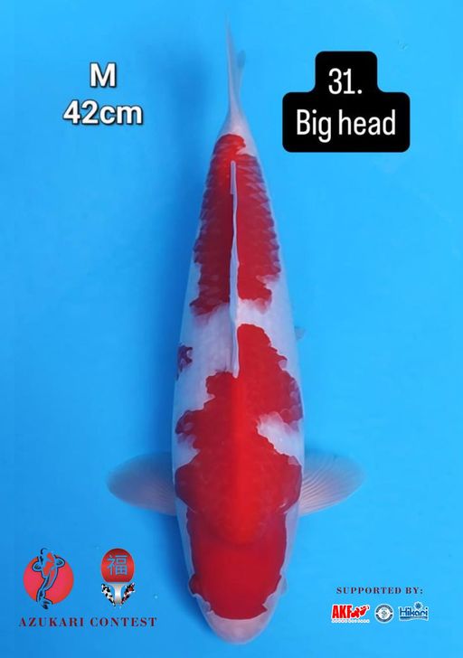 Lelang Koi Online, Jual Beli Ikan Koi, Pusat Jual Beli Koi, Info Lelang Koi Hari Ini, Platform Jual Beli Koi, Jual Beli Ikan Koi Online, Marketplace Ikan Koi, Jual Koi Terbaik, Tempat Beli Koi Berkualitas, Pasar Ikan Koi Online Terpercaya, Penjual Ikan Koi Terpercaya, Beli Koi Hias Online, Ikan Koi untuk Dijual, Koi Kualitas Terbaik, Toko Online Ikan Koi, Koi Hias Untuk Dijual, Jual Beli Ikan Koi Lokal, Koi Indonesia Online, Pusat Jual Beli Koi Terbesar