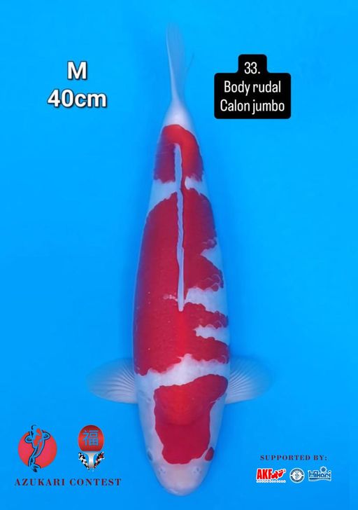 Lelang Koi Online, Jual Beli Ikan Koi, Pusat Jual Beli Koi, Info Lelang Koi Hari Ini, Platform Jual Beli Koi, Jual Beli Ikan Koi Online, Marketplace Ikan Koi, Jual Koi Terbaik, Tempat Beli Koi Berkualitas, Pasar Ikan Koi Online Terpercaya, Penjual Ikan Koi Terpercaya, Beli Koi Hias Online, Ikan Koi untuk Dijual, Koi Kualitas Terbaik, Toko Online Ikan Koi, Koi Hias Untuk Dijual, Jual Beli Ikan Koi Lokal, Koi Indonesia Online, Pusat Jual Beli Koi Terbesar
