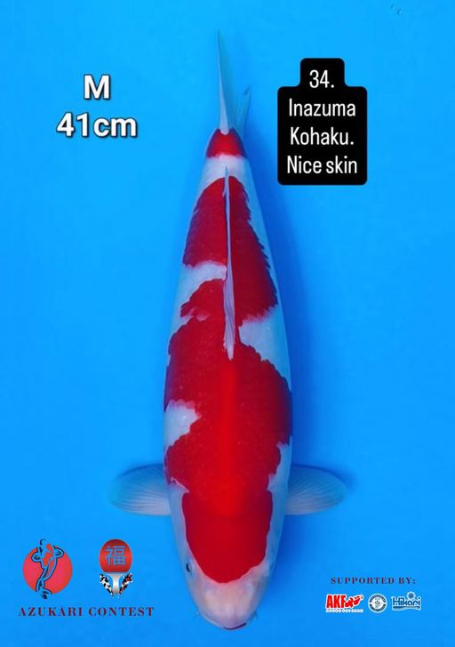 Lelang Koi Online, Jual Beli Ikan Koi, Pusat Jual Beli Koi, Info Lelang Koi Hari Ini, Platform Jual Beli Koi, Jual Beli Ikan Koi Online, Marketplace Ikan Koi, Jual Koi Terbaik, Tempat Beli Koi Berkualitas, Pasar Ikan Koi Online Terpercaya, Penjual Ikan Koi Terpercaya, Beli Koi Hias Online, Ikan Koi untuk Dijual, Koi Kualitas Terbaik, Toko Online Ikan Koi, Koi Hias Untuk Dijual, Jual Beli Ikan Koi Lokal, Koi Indonesia Online, Pusat Jual Beli Koi Terbesar