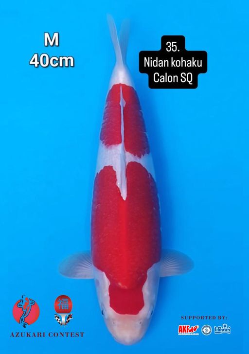 Lelang Koi Online, Jual Beli Ikan Koi, Pusat Jual Beli Koi, Info Lelang Koi Hari Ini, Platform Jual Beli Koi, Jual Beli Ikan Koi Online, Marketplace Ikan Koi, Jual Koi Terbaik, Tempat Beli Koi Berkualitas, Pasar Ikan Koi Online Terpercaya, Penjual Ikan Koi Terpercaya, Beli Koi Hias Online, Ikan Koi untuk Dijual, Koi Kualitas Terbaik, Toko Online Ikan Koi, Koi Hias Untuk Dijual, Jual Beli Ikan Koi Lokal, Koi Indonesia Online, Pusat Jual Beli Koi Terbesar