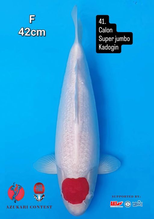 Lelang Koi Online, Jual Beli Ikan Koi, Pusat Jual Beli Koi, Info Lelang Koi Hari Ini, Platform Jual Beli Koi, Jual Beli Ikan Koi Online, Marketplace Ikan Koi, Jual Koi Terbaik, Tempat Beli Koi Berkualitas, Pasar Ikan Koi Online Terpercaya, Penjual Ikan Koi Terpercaya, Beli Koi Hias Online, Ikan Koi untuk Dijual, Koi Kualitas Terbaik, Toko Online Ikan Koi, Koi Hias Untuk Dijual, Jual Beli Ikan Koi Lokal, Koi Indonesia Online, Pusat Jual Beli Koi Terbesar
