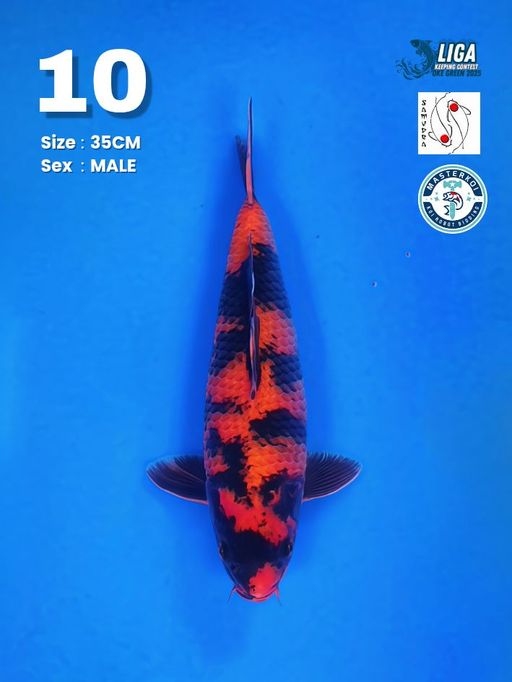 Lelang Koi Online, Jual Beli Ikan Koi, Pusat Jual Beli Koi, Info Lelang Koi Hari Ini, Platform Jual Beli Koi, Jual Beli Ikan Koi Online, Marketplace Ikan Koi, Jual Koi Terbaik, Tempat Beli Koi Berkualitas, Pasar Ikan Koi Online Terpercaya, Penjual Ikan Koi Terpercaya, Beli Koi Hias Online, Ikan Koi untuk Dijual, Koi Kualitas Terbaik, Toko Online Ikan Koi, Koi Hias Untuk Dijual, Jual Beli Ikan Koi Lokal, Koi Indonesia Online, Pusat Jual Beli Koi Terbesar