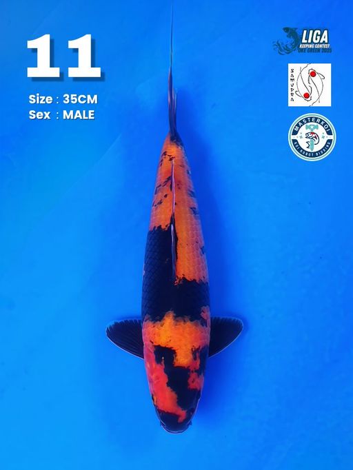 Lelang Koi Online, Jual Beli Ikan Koi, Pusat Jual Beli Koi, Info Lelang Koi Hari Ini, Platform Jual Beli Koi, Jual Beli Ikan Koi Online, Marketplace Ikan Koi, Jual Koi Terbaik, Tempat Beli Koi Berkualitas, Pasar Ikan Koi Online Terpercaya, Penjual Ikan Koi Terpercaya, Beli Koi Hias Online, Ikan Koi untuk Dijual, Koi Kualitas Terbaik, Toko Online Ikan Koi, Koi Hias Untuk Dijual, Jual Beli Ikan Koi Lokal, Koi Indonesia Online, Pusat Jual Beli Koi Terbesar