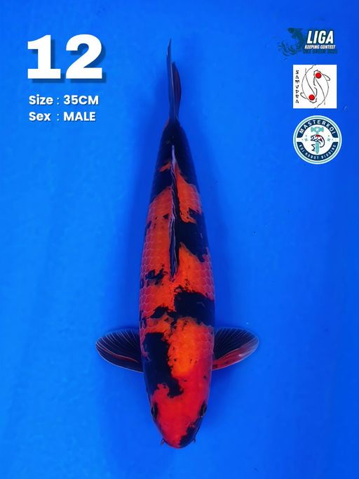 Lelang Koi Online, Jual Beli Ikan Koi, Pusat Jual Beli Koi, Info Lelang Koi Hari Ini, Platform Jual Beli Koi, Jual Beli Ikan Koi Online, Marketplace Ikan Koi, Jual Koi Terbaik, Tempat Beli Koi Berkualitas, Pasar Ikan Koi Online Terpercaya, Penjual Ikan Koi Terpercaya, Beli Koi Hias Online, Ikan Koi untuk Dijual, Koi Kualitas Terbaik, Toko Online Ikan Koi, Koi Hias Untuk Dijual, Jual Beli Ikan Koi Lokal, Koi Indonesia Online, Pusat Jual Beli Koi Terbesar