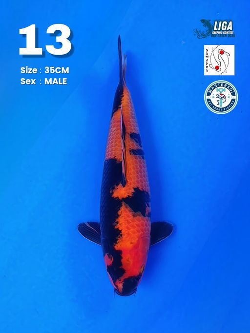 Lelang Koi Online, Jual Beli Ikan Koi, Pusat Jual Beli Koi, Info Lelang Koi Hari Ini, Platform Jual Beli Koi, Jual Beli Ikan Koi Online, Marketplace Ikan Koi, Jual Koi Terbaik, Tempat Beli Koi Berkualitas, Pasar Ikan Koi Online Terpercaya, Penjual Ikan Koi Terpercaya, Beli Koi Hias Online, Ikan Koi untuk Dijual, Koi Kualitas Terbaik, Toko Online Ikan Koi, Koi Hias Untuk Dijual, Jual Beli Ikan Koi Lokal, Koi Indonesia Online, Pusat Jual Beli Koi Terbesar