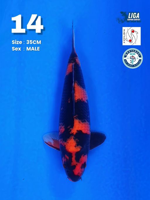 Lelang Koi Online, Jual Beli Ikan Koi, Pusat Jual Beli Koi, Info Lelang Koi Hari Ini, Platform Jual Beli Koi, Jual Beli Ikan Koi Online, Marketplace Ikan Koi, Jual Koi Terbaik, Tempat Beli Koi Berkualitas, Pasar Ikan Koi Online Terpercaya, Penjual Ikan Koi Terpercaya, Beli Koi Hias Online, Ikan Koi untuk Dijual, Koi Kualitas Terbaik, Toko Online Ikan Koi, Koi Hias Untuk Dijual, Jual Beli Ikan Koi Lokal, Koi Indonesia Online, Pusat Jual Beli Koi Terbesar
