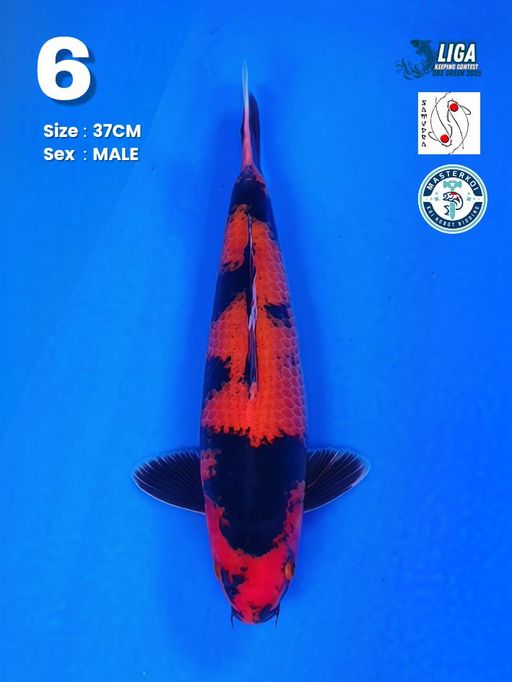 Lelang Koi Online, Jual Beli Ikan Koi, Pusat Jual Beli Koi, Info Lelang Koi Hari Ini, Platform Jual Beli Koi, Jual Beli Ikan Koi Online, Marketplace Ikan Koi, Jual Koi Terbaik, Tempat Beli Koi Berkualitas, Pasar Ikan Koi Online Terpercaya, Penjual Ikan Koi Terpercaya, Beli Koi Hias Online, Ikan Koi untuk Dijual, Koi Kualitas Terbaik, Toko Online Ikan Koi, Koi Hias Untuk Dijual, Jual Beli Ikan Koi Lokal, Koi Indonesia Online, Pusat Jual Beli Koi Terbesar