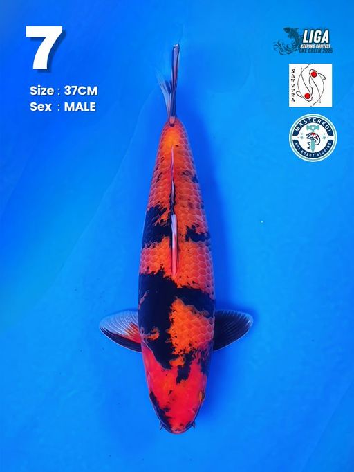 Lelang Koi Online, Jual Beli Ikan Koi, Pusat Jual Beli Koi, Info Lelang Koi Hari Ini, Platform Jual Beli Koi, Jual Beli Ikan Koi Online, Marketplace Ikan Koi, Jual Koi Terbaik, Tempat Beli Koi Berkualitas, Pasar Ikan Koi Online Terpercaya, Penjual Ikan Koi Terpercaya, Beli Koi Hias Online, Ikan Koi untuk Dijual, Koi Kualitas Terbaik, Toko Online Ikan Koi, Koi Hias Untuk Dijual, Jual Beli Ikan Koi Lokal, Koi Indonesia Online, Pusat Jual Beli Koi Terbesar
