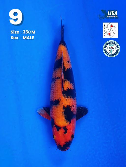 Lelang Koi Online, Jual Beli Ikan Koi, Pusat Jual Beli Koi, Info Lelang Koi Hari Ini, Platform Jual Beli Koi, Jual Beli Ikan Koi Online, Marketplace Ikan Koi, Jual Koi Terbaik, Tempat Beli Koi Berkualitas, Pasar Ikan Koi Online Terpercaya, Penjual Ikan Koi Terpercaya, Beli Koi Hias Online, Ikan Koi untuk Dijual, Koi Kualitas Terbaik, Toko Online Ikan Koi, Koi Hias Untuk Dijual, Jual Beli Ikan Koi Lokal, Koi Indonesia Online, Pusat Jual Beli Koi Terbesar