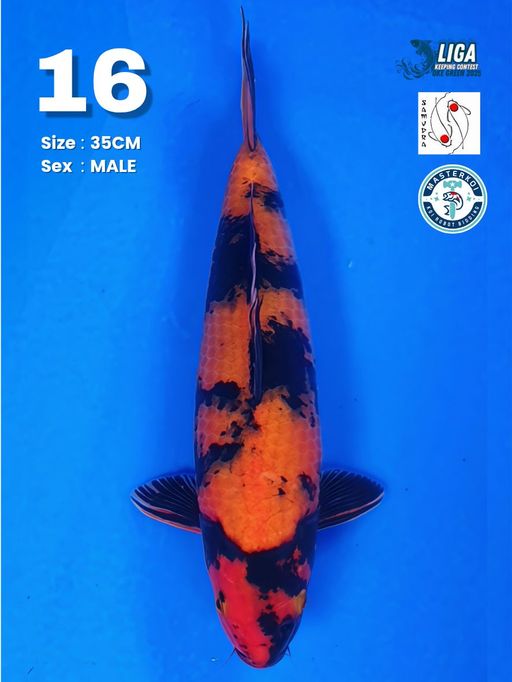 Lelang Koi Online, Jual Beli Ikan Koi, Pusat Jual Beli Koi, Info Lelang Koi Hari Ini, Platform Jual Beli Koi, Jual Beli Ikan Koi Online, Marketplace Ikan Koi, Jual Koi Terbaik, Tempat Beli Koi Berkualitas, Pasar Ikan Koi Online Terpercaya, Penjual Ikan Koi Terpercaya, Beli Koi Hias Online, Ikan Koi untuk Dijual, Koi Kualitas Terbaik, Toko Online Ikan Koi, Koi Hias Untuk Dijual, Jual Beli Ikan Koi Lokal, Koi Indonesia Online, Pusat Jual Beli Koi Terbesar